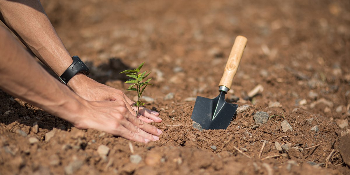 Vorteile effektiver Mikroorganismen für den Garten – Nährstoffe für Ihre Pflanzen 