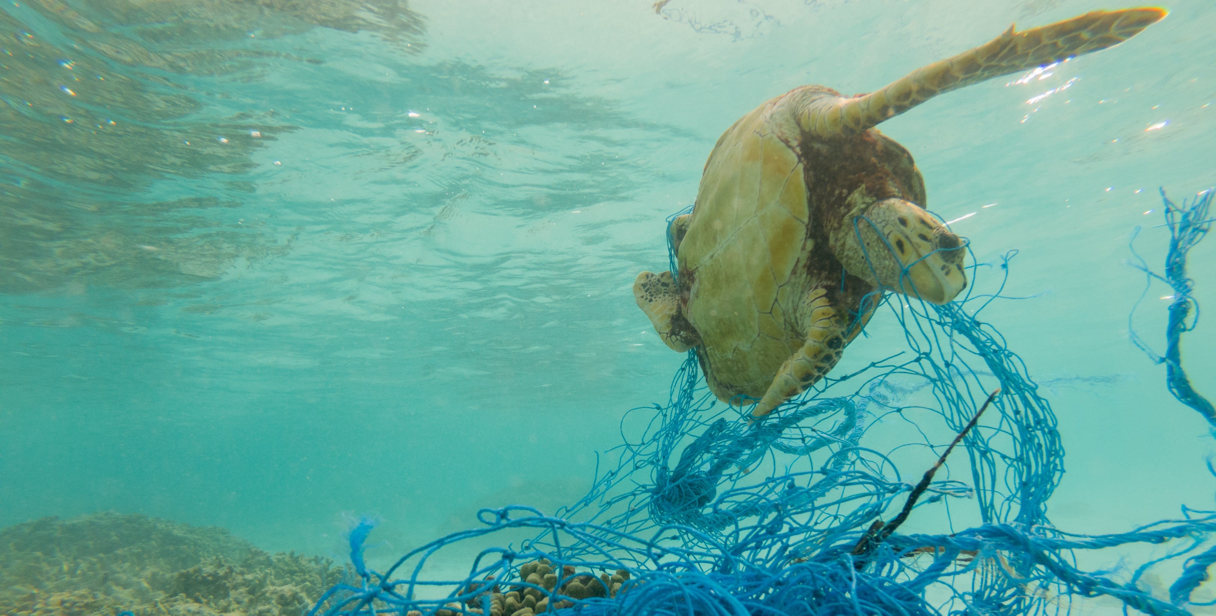 Fischernetze sind für die Umwelt tödlich