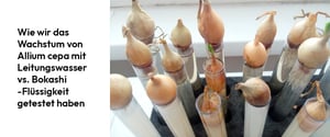 07. Wie wir das Wachstum von Allium cepa mit Leitungswasser vs. Bokashi-Flüssigkeit getestet haben