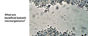 04. What are beneficial bokashi microorganisms