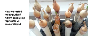 07. How we tested the growth of Allium cepa using tap water vs bokashi liquid