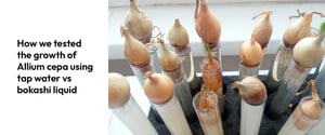 Kako smo primerjali rast čebulic Allium cepa z uporabo navadne vode in bokashi tekočine?