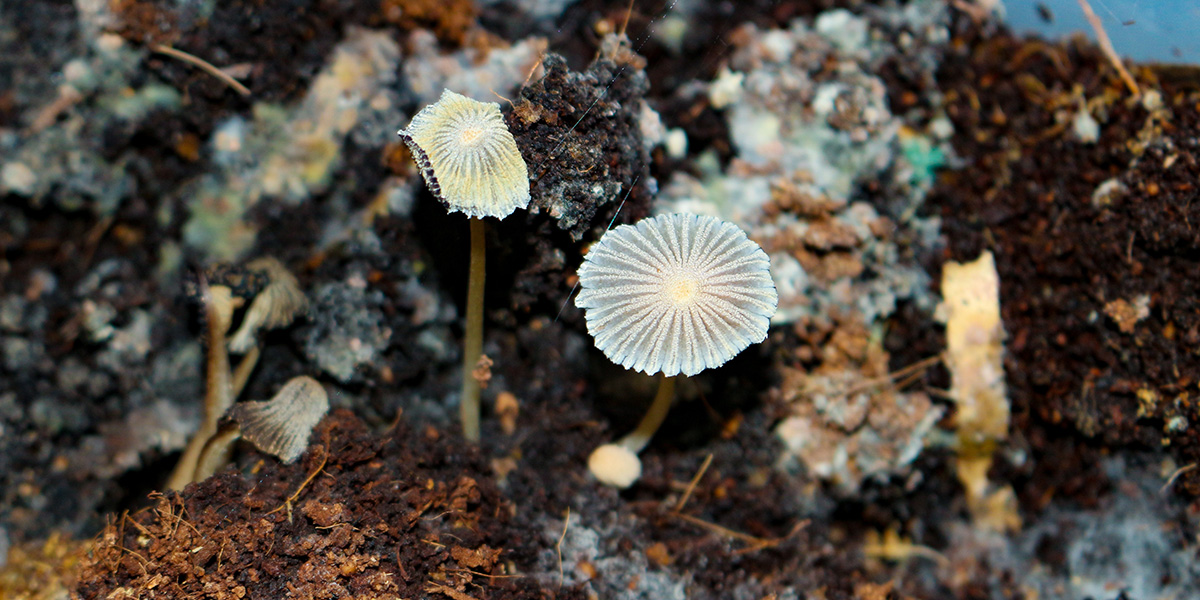 Composting organisms - Fungi