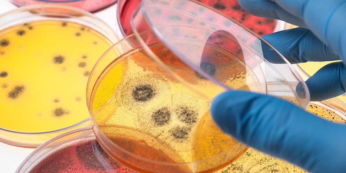 Composting organisms - Microorganisms