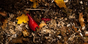 Composting organisms: Level 1 decomposers