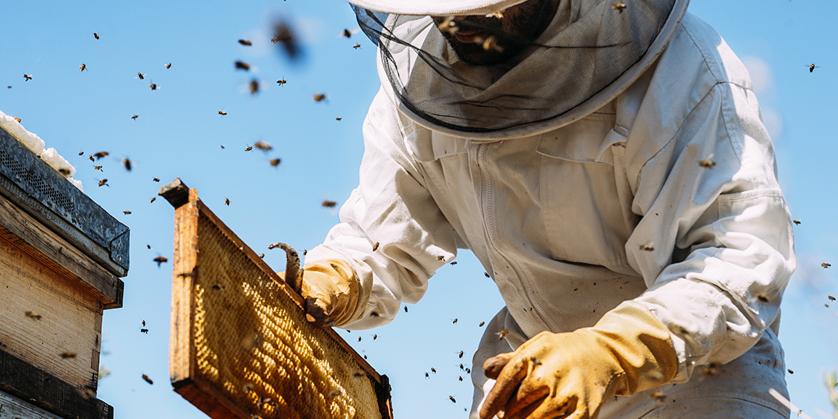 A chat with a Beekeeper