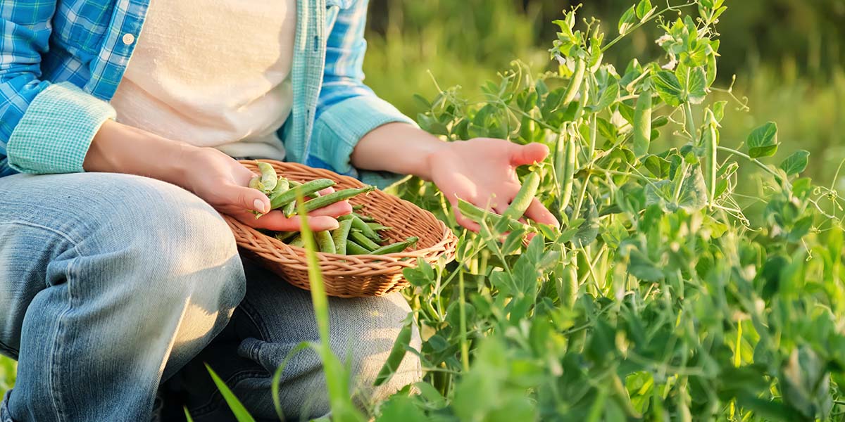 Sustainable living for beginners - grow your own vegetables