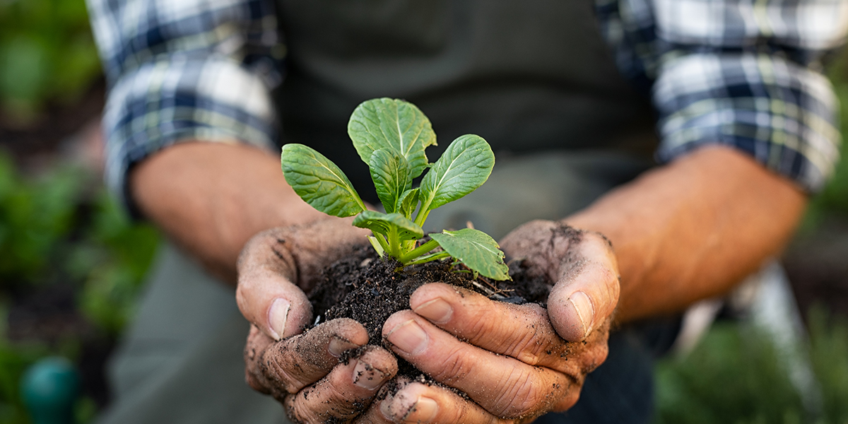 Key Benefits Of Composting Over The Decomposing Process In Nature