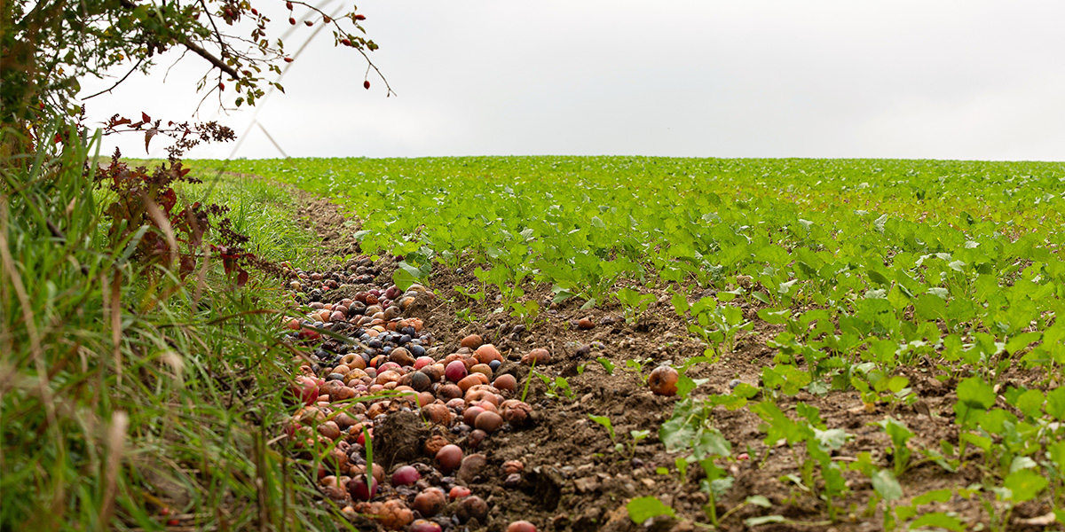 Make sure that our food waste never reaches incinerations and landfills