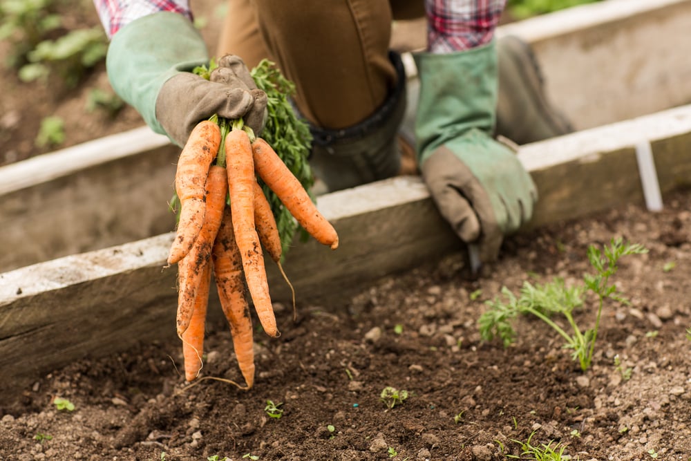 Man pulling carrots from the earth in his garden