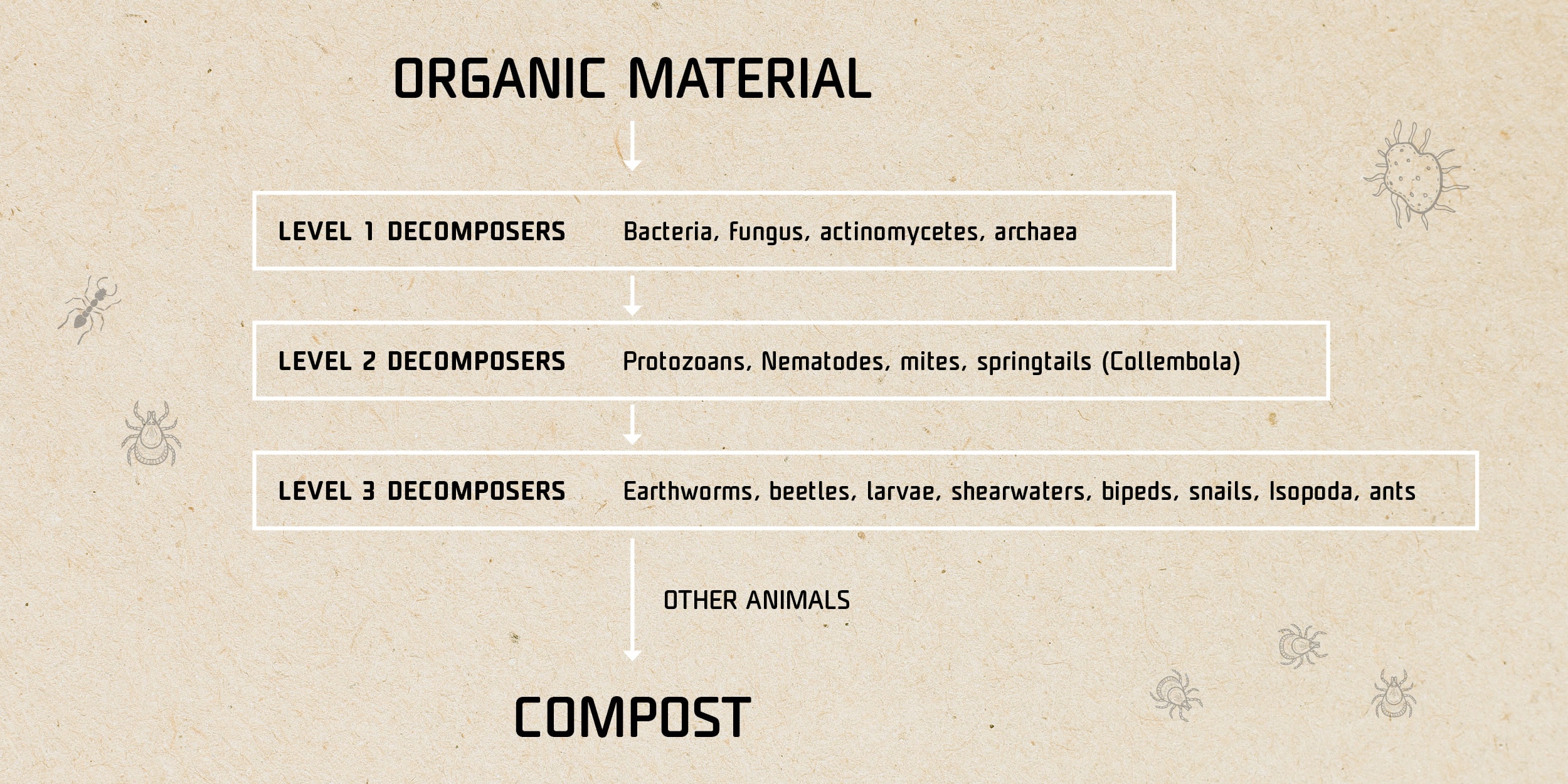 An der Kompostierung beteiligte Organismen – Infografiken
