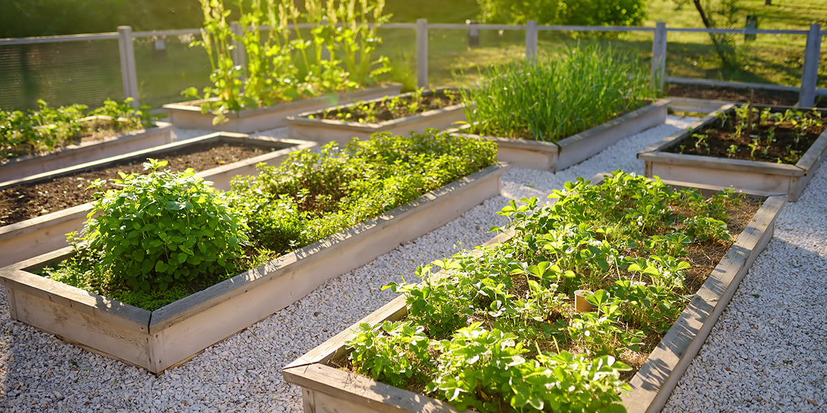 Tipps und Tricks zum Bio-Gartenbau