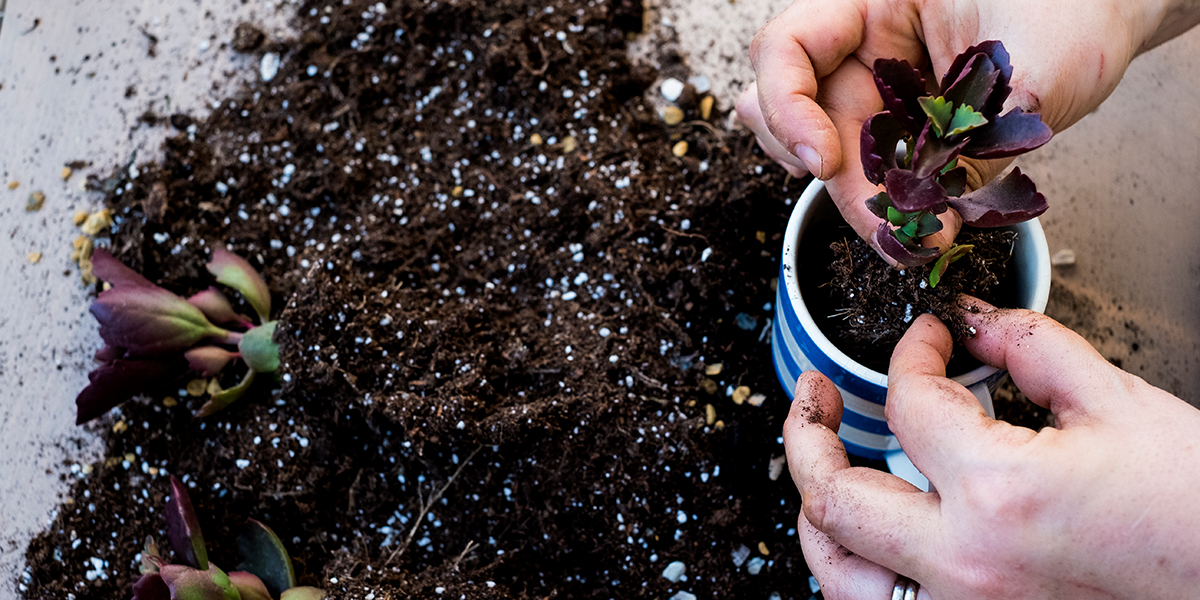 Using your bokashi anaerobic compost for your home plants