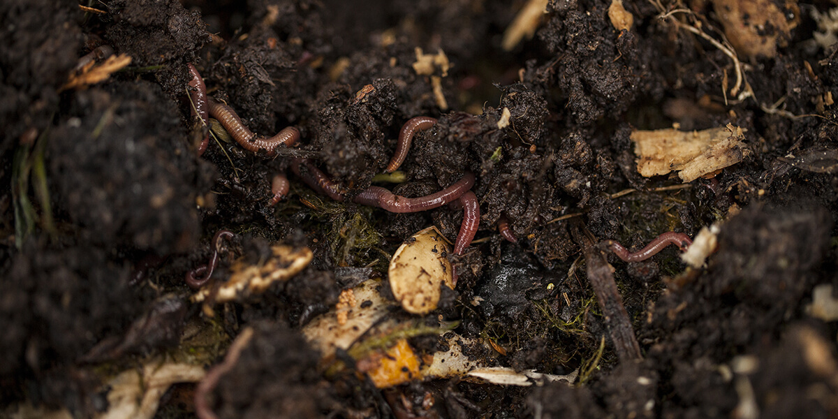 Vermicomposting