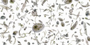 Was sind effektive Mikroorganismen und wie wirken sie auf den Gartenboden? 