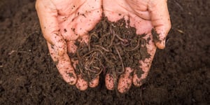 What is vermicomposting